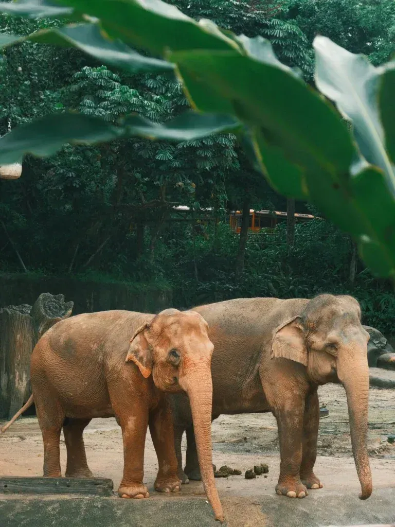 Singapore travel-Singapore zoo