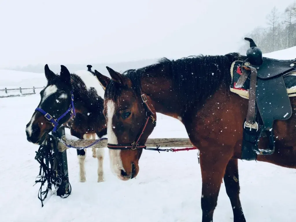 beyond skiing - horse Japan budget-friendly ski resorts