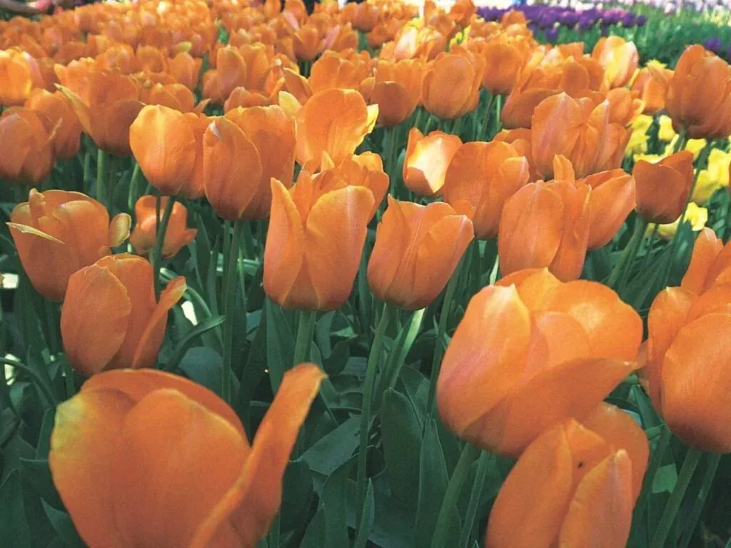 budget travel in Europe-tulip