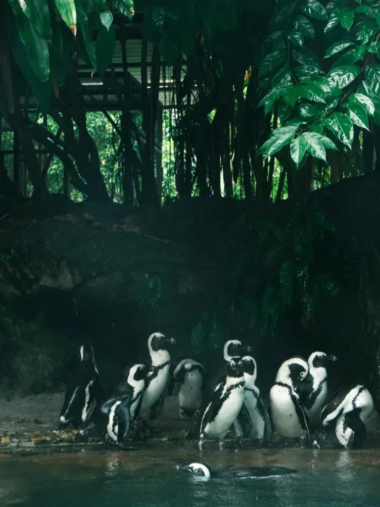 Singapore travel-Singapore zoo
