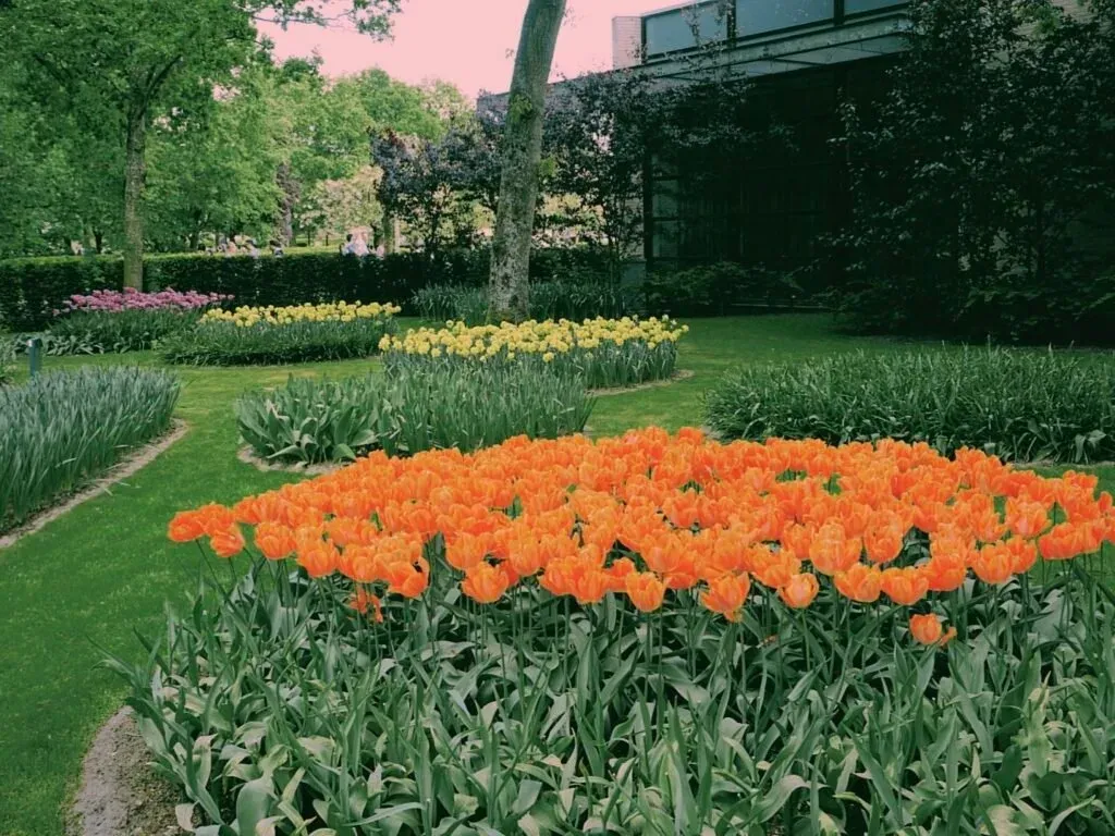 budget travel in Europe-tulip2