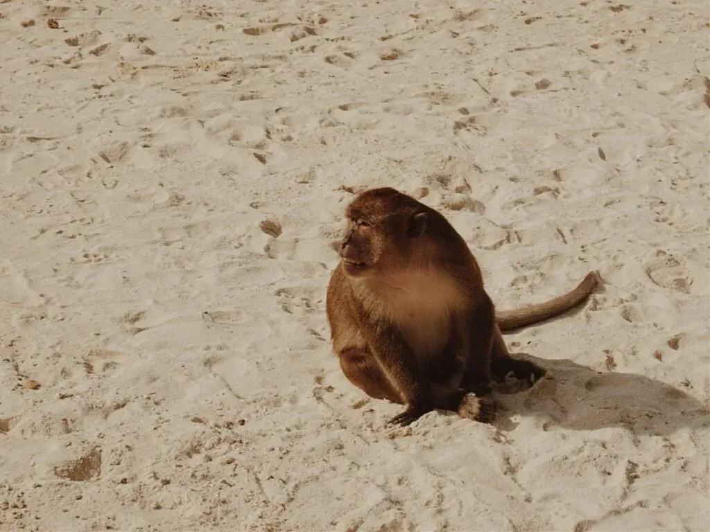 things to do in Thailand-monkey things to do in Thailand-monkey