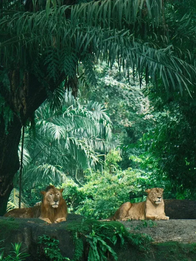 Singapore travel-Singapore zoo