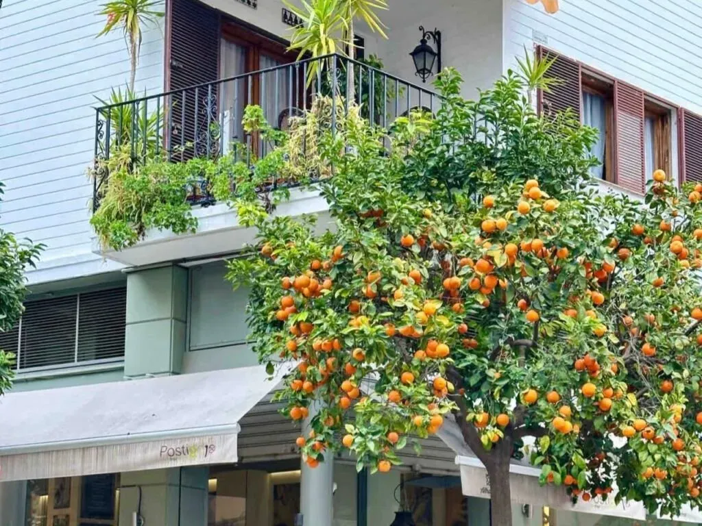 Slow travel Seville -orange2