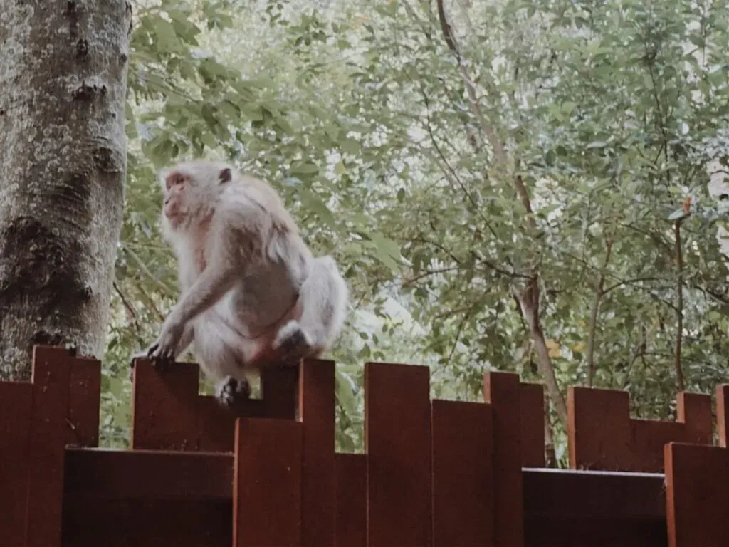 Thailand-monkey things to do in Thailand-monkey2