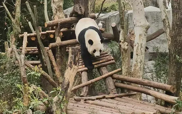 A giant panda climbing down a timber platform among trees at Chengdu Panda Base