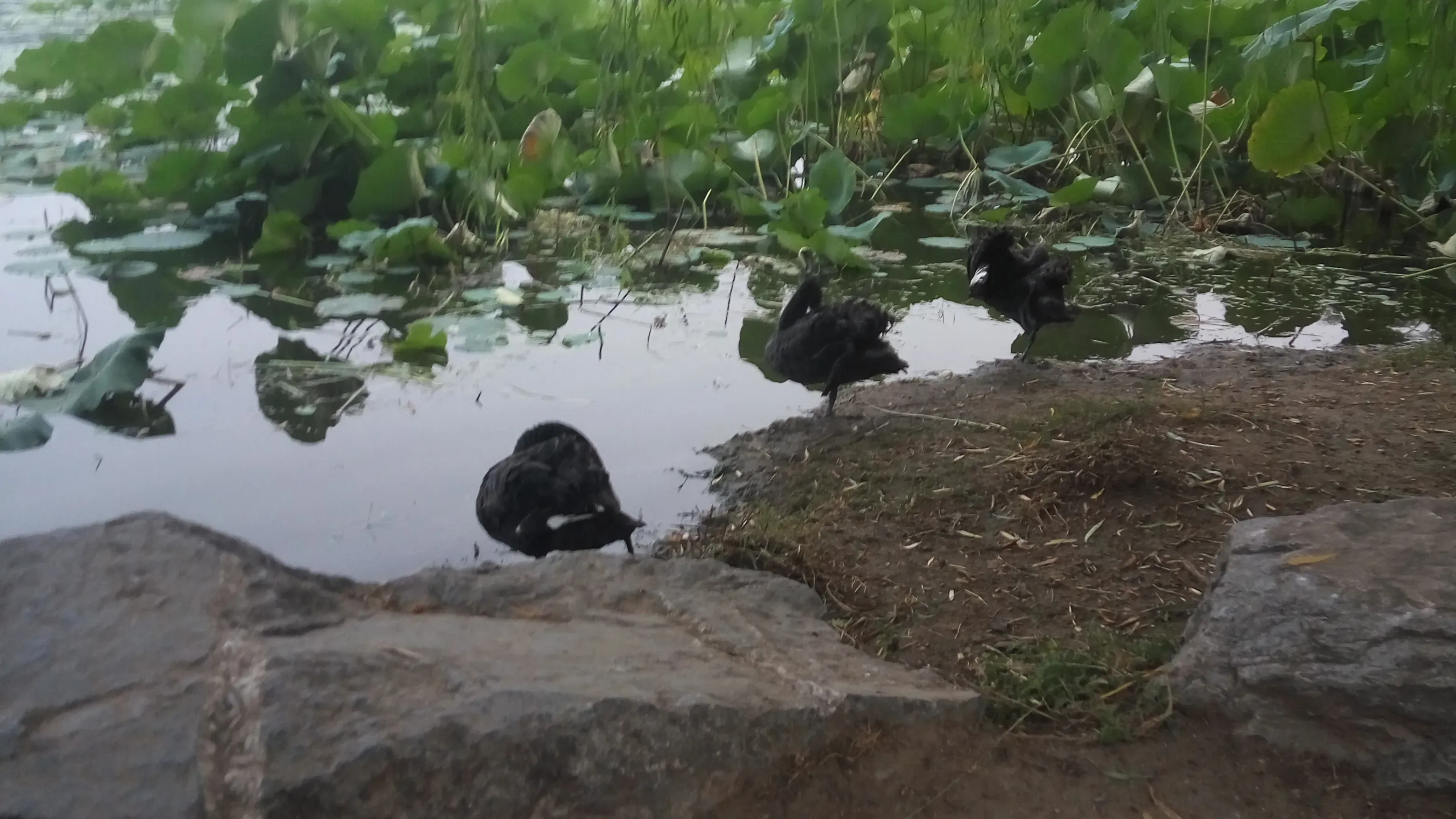 Black swans at the edge of a lotus pond in Yuanmingyuan