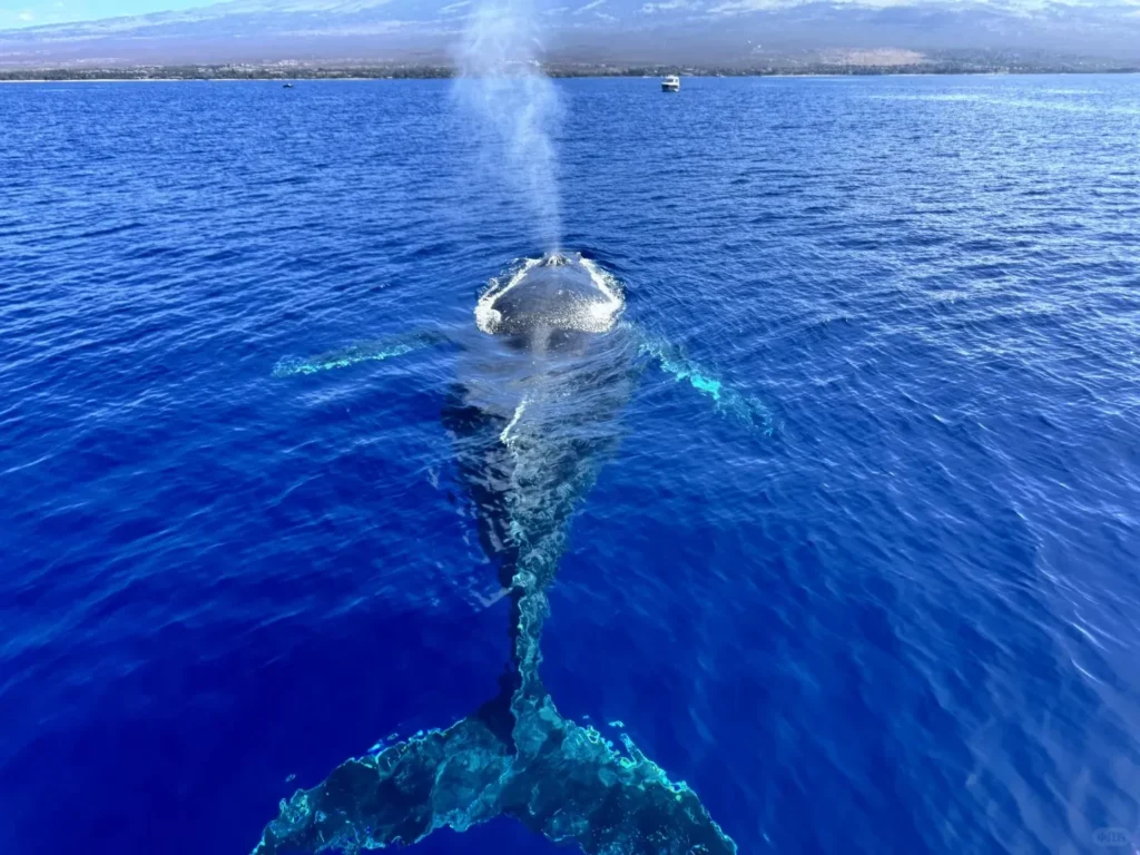 January travel destinations-Maui