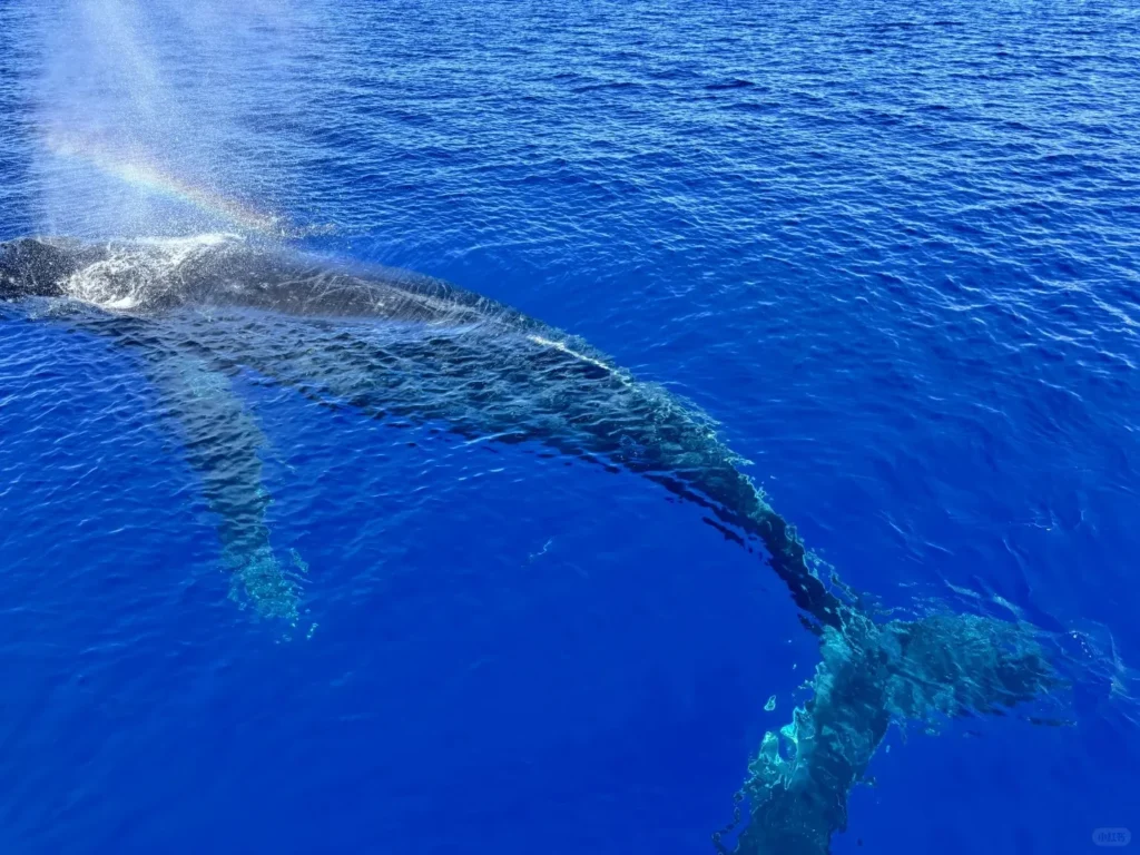 January travel destinations-Maui