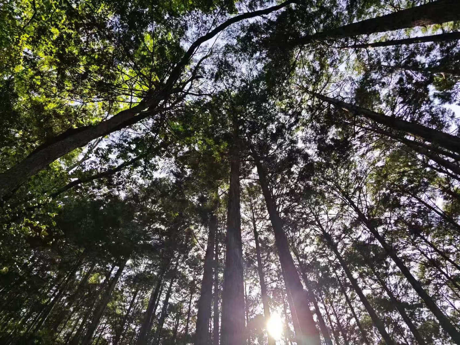 on the kumano kodo for first timer