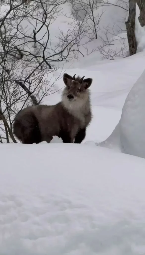 Couple relaxing in an outdoor onsen surrounded by snow at a Japan ski retreat